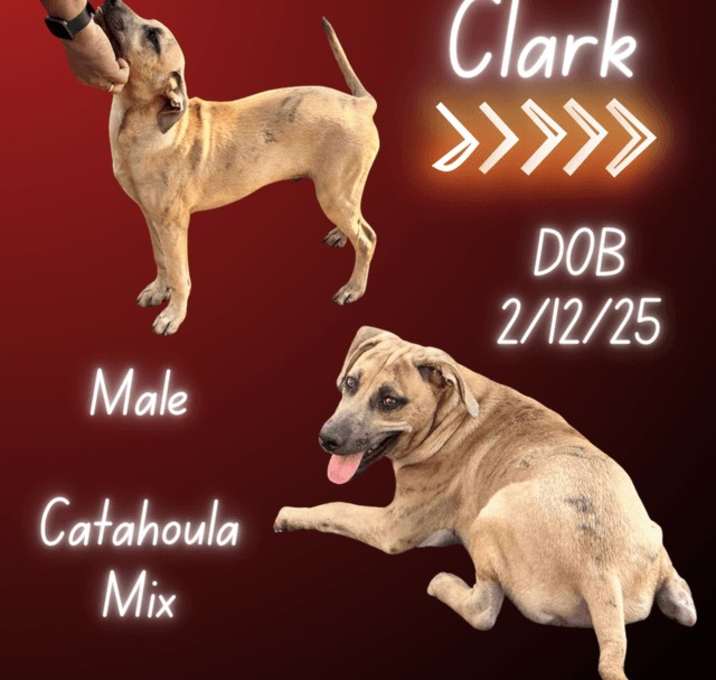 Photo of Clark