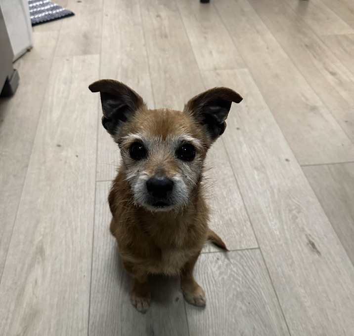 Photo of Lucky