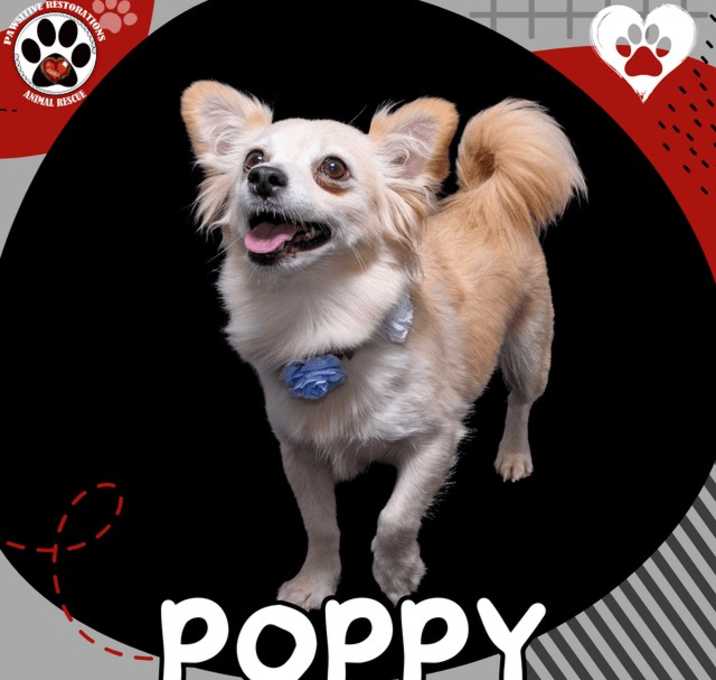 Photo of POPPY