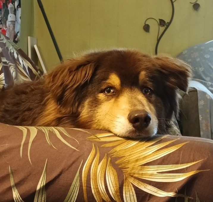 Photo of Cooper