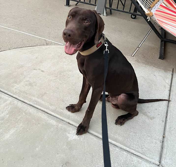 Photo of Bear