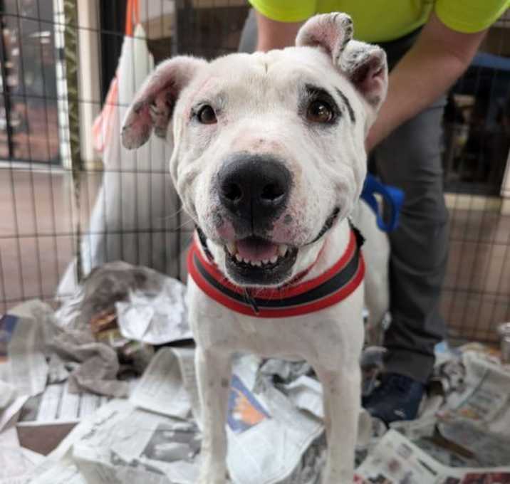Photo of Spot