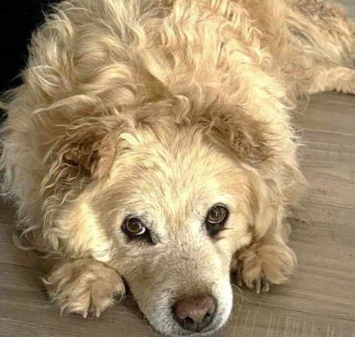 Photo of Chilli