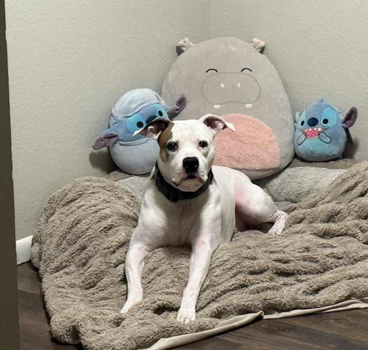 Photo of Lilo