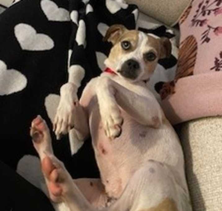 Photo of Cheerio