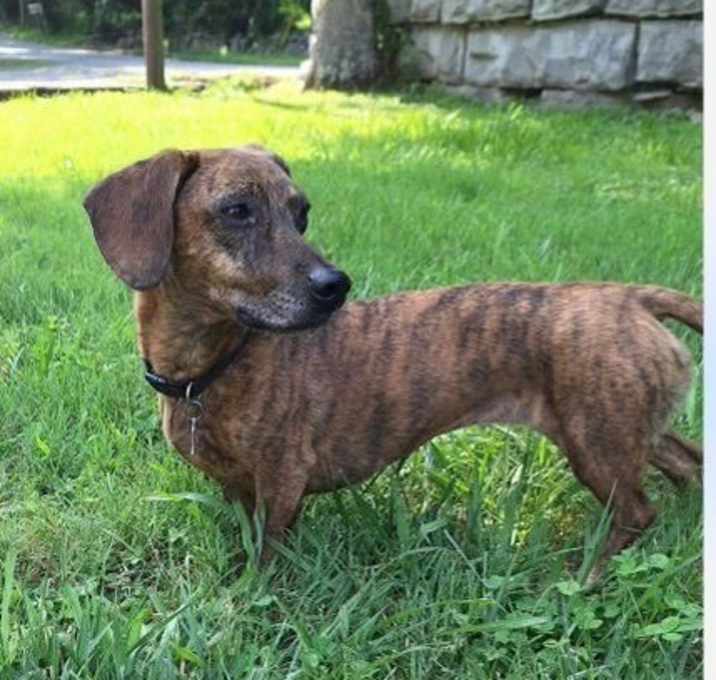 Photo of Cocoa