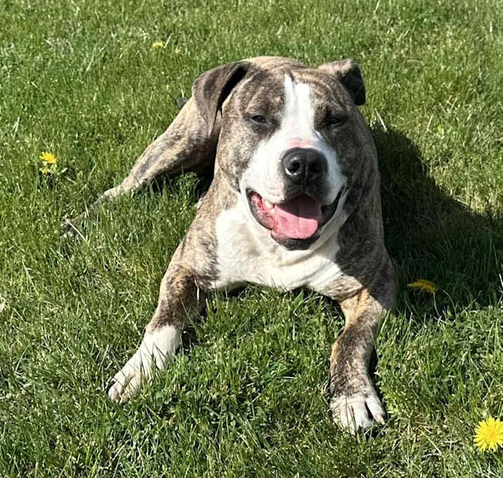 Photo of Rex - AVAILABLE