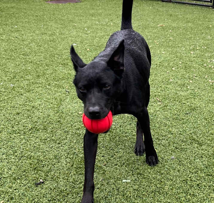 Photo of Shadow