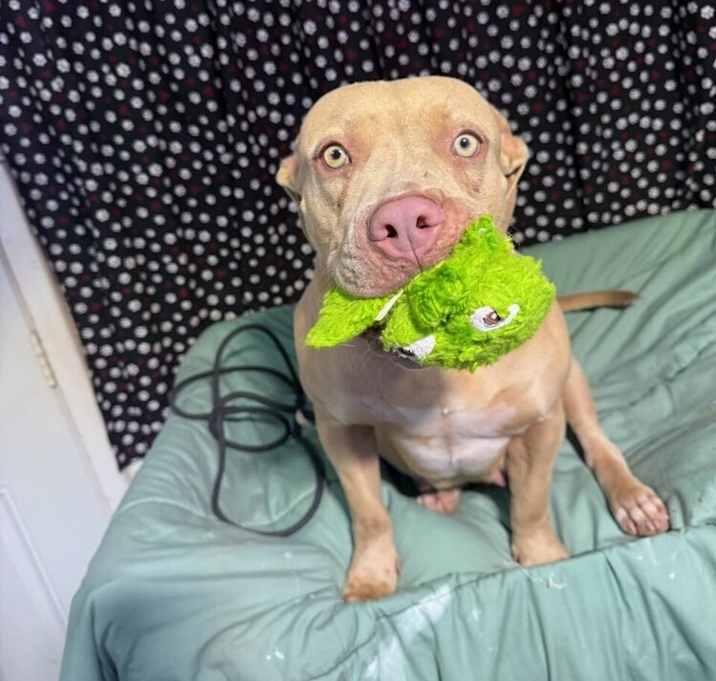 Photo of Honey