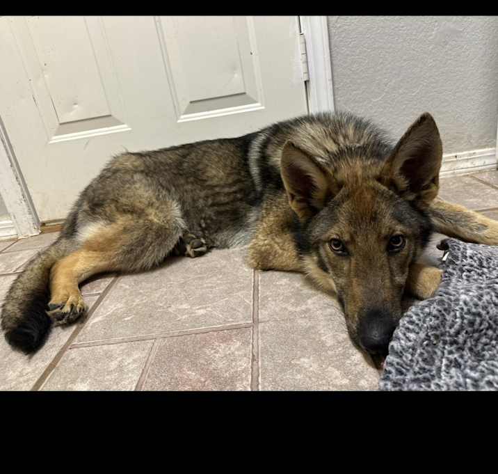 Photo of Leonidas