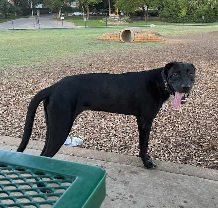 Photo of Milo