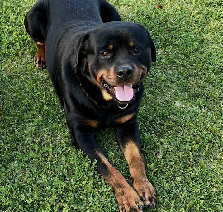 Photo of Diesel