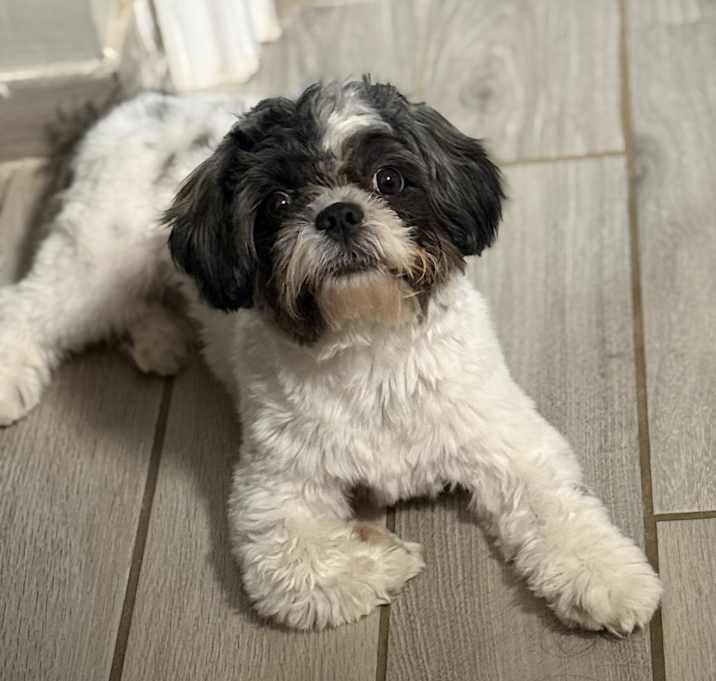 Photo of Chipo