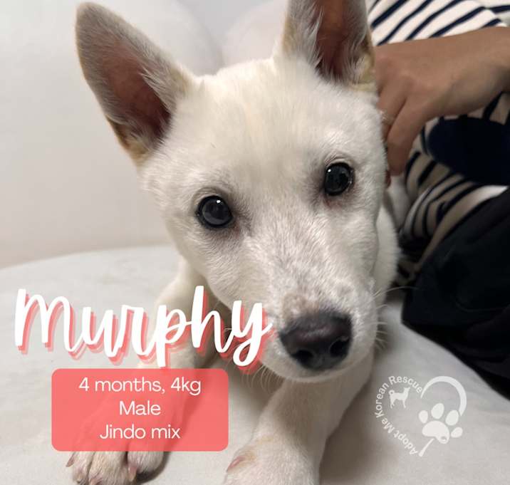 Photo of Murphy