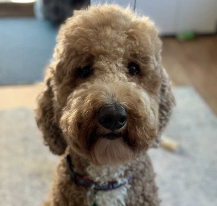 Photo of Rocko
