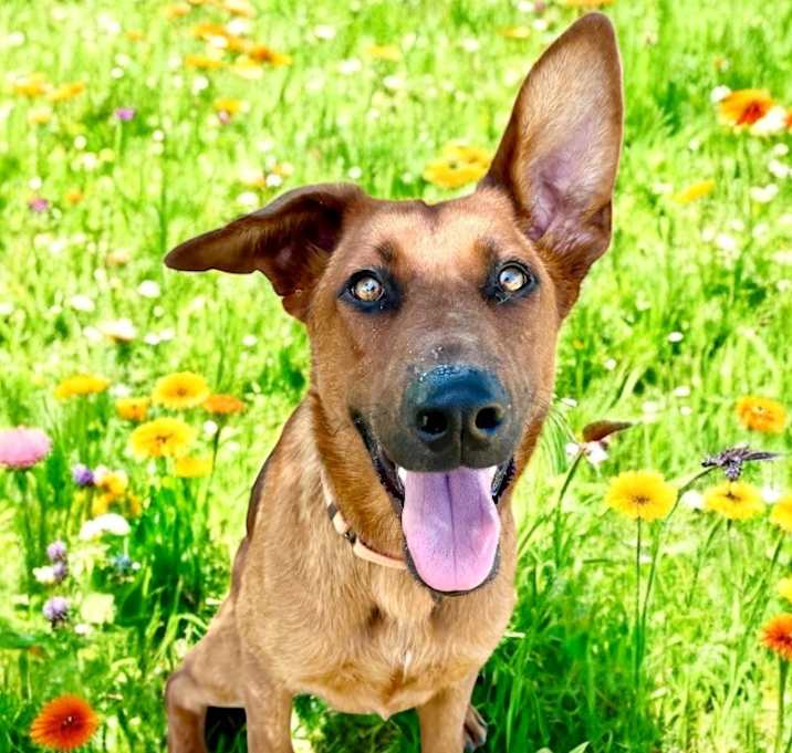 Photo of Ruby