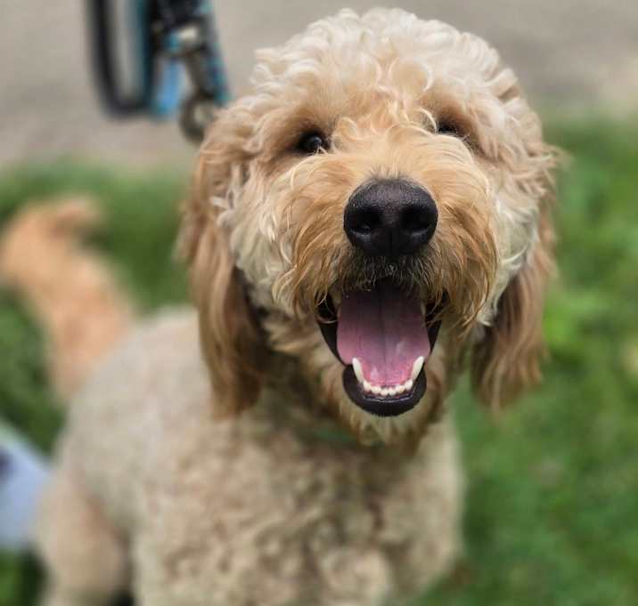Photo of Finn