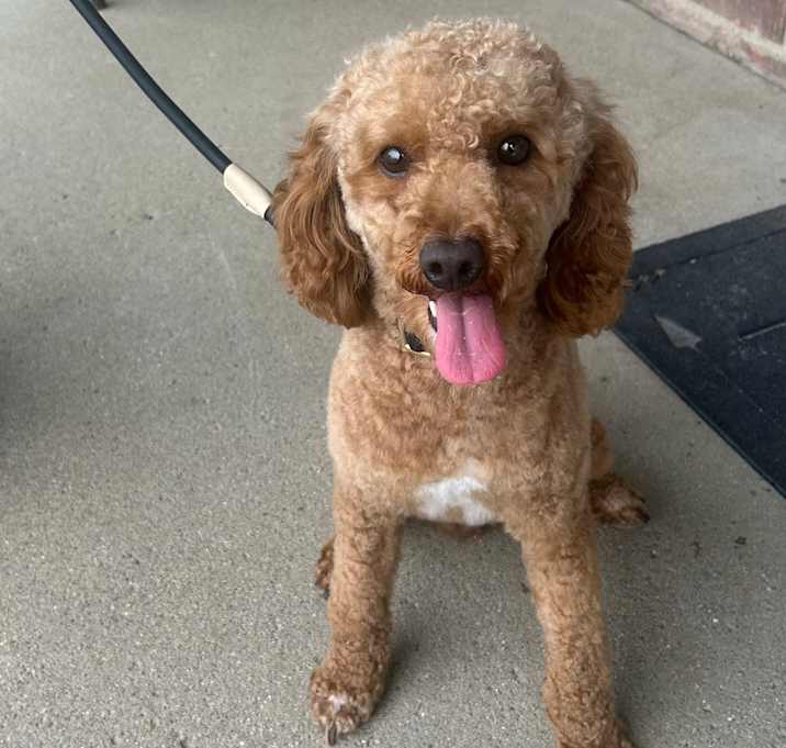 Photo of Milo