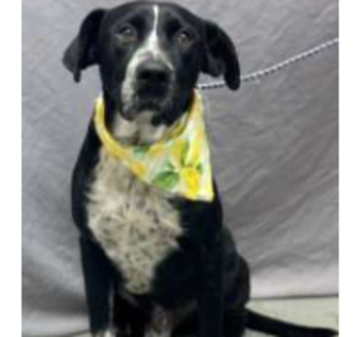 Photo of Buck
