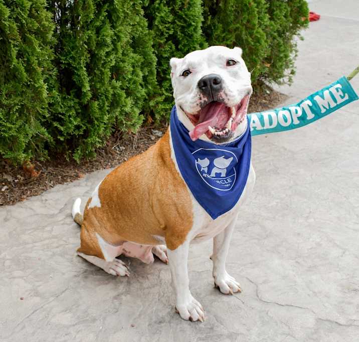 Photo of Petey 