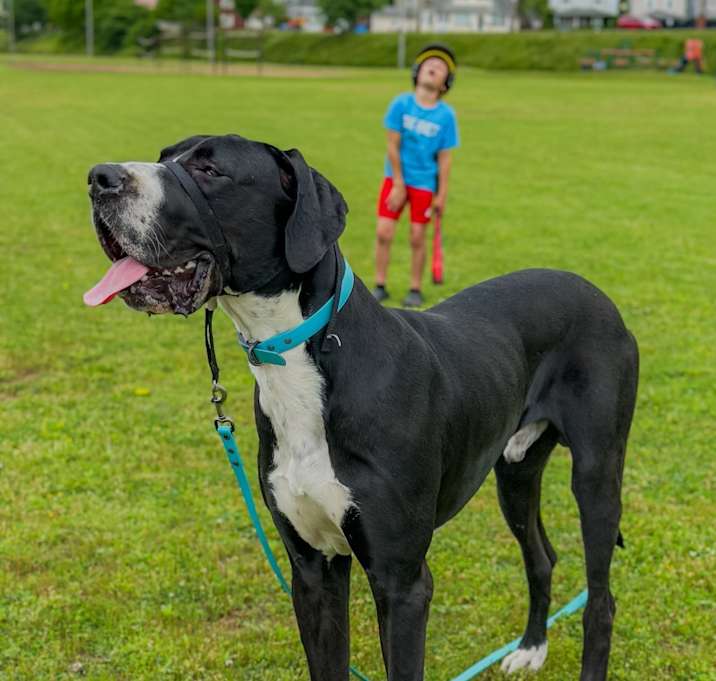 Photo of Huxley