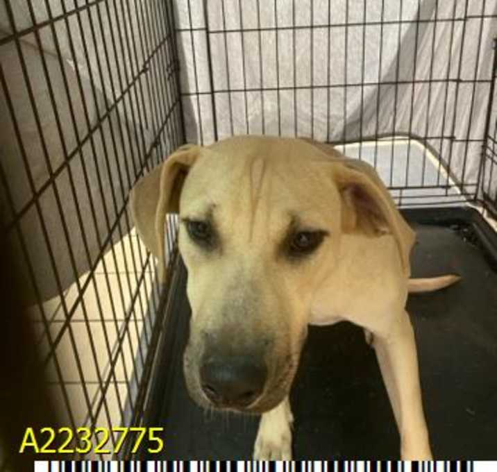Photo of SKEETER