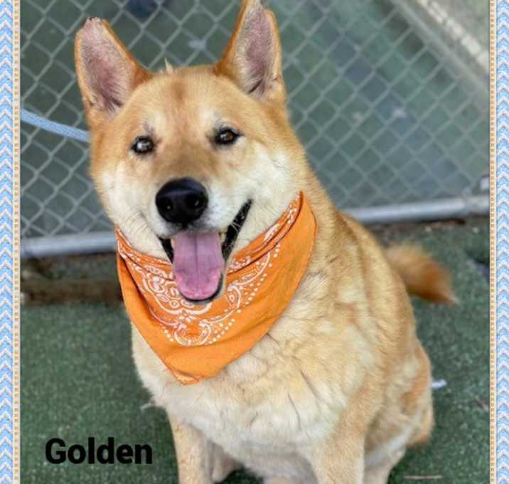 Photo of GOLDEN