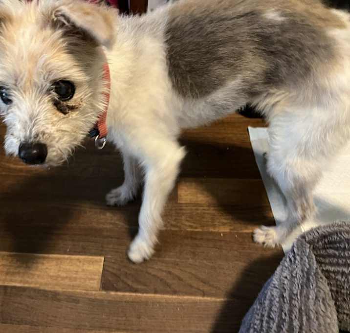 Photo of Maisie
