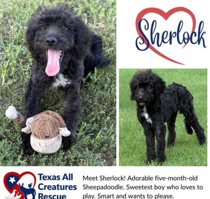 Photo of Sherlock