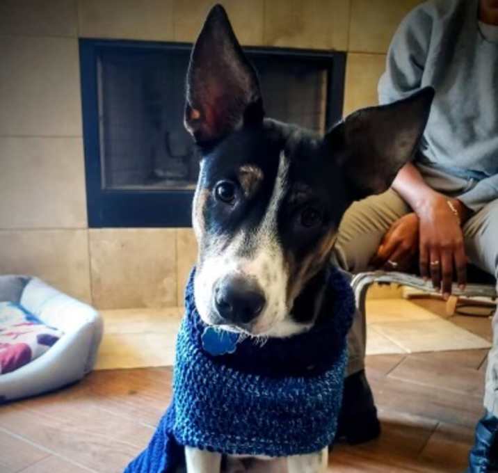 Photo of Poncho