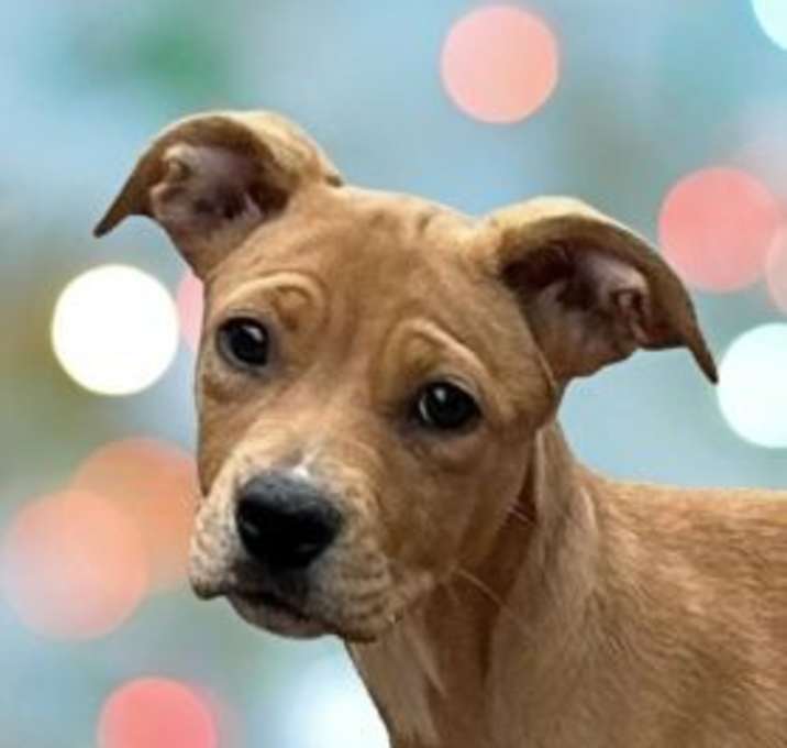 Photo of June Bug