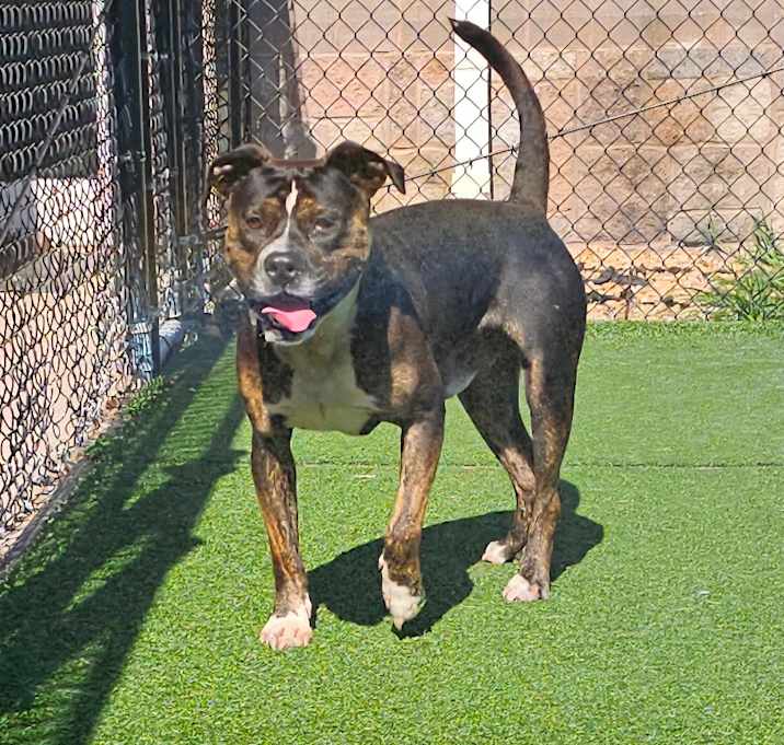 Photo of Digger