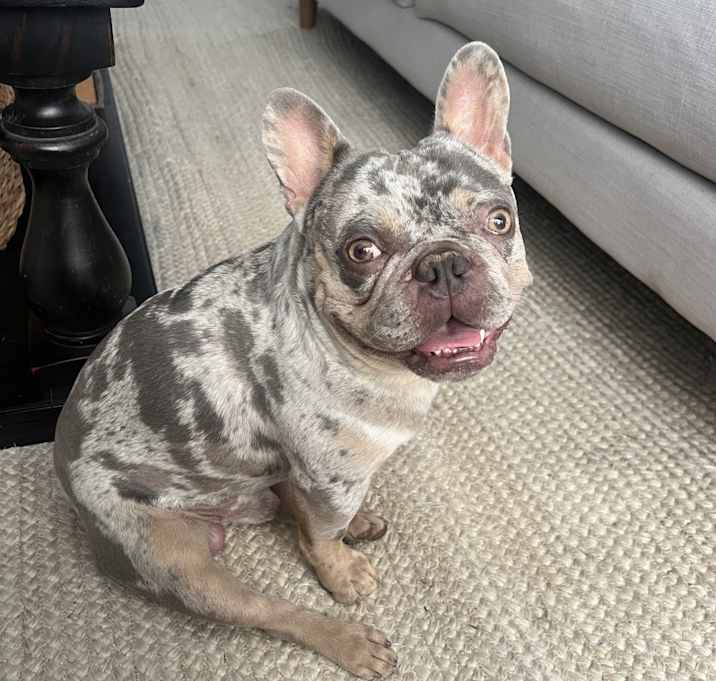 Photo of Willow