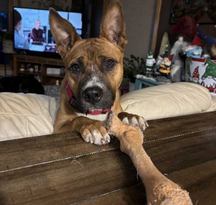 Photo of Mocha