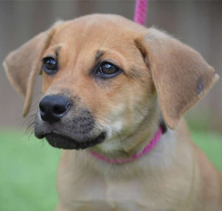 Photo of Banjo