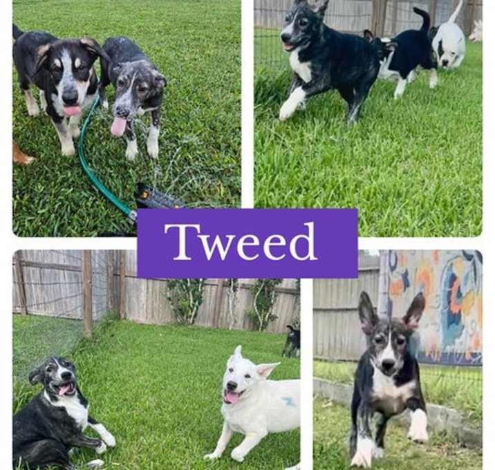 Photo of Heelers - Tweed