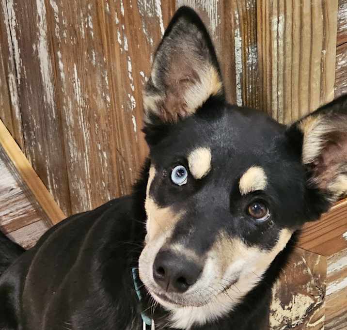 Photo of Blue