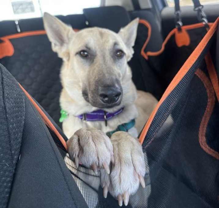 Photo of Willow