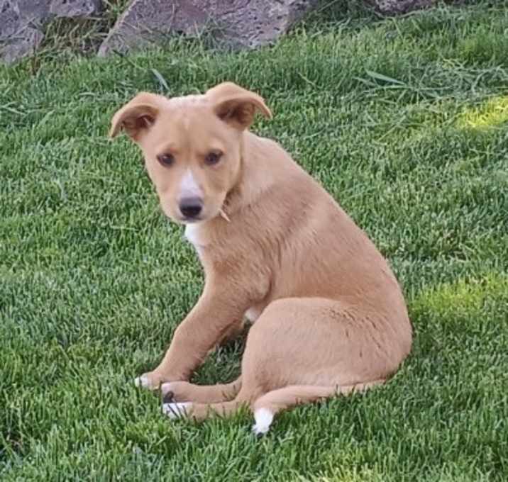 Photo of Hazelnut