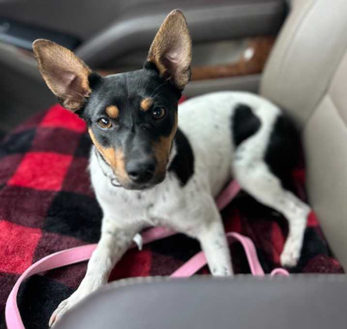 Photo of Zeppy