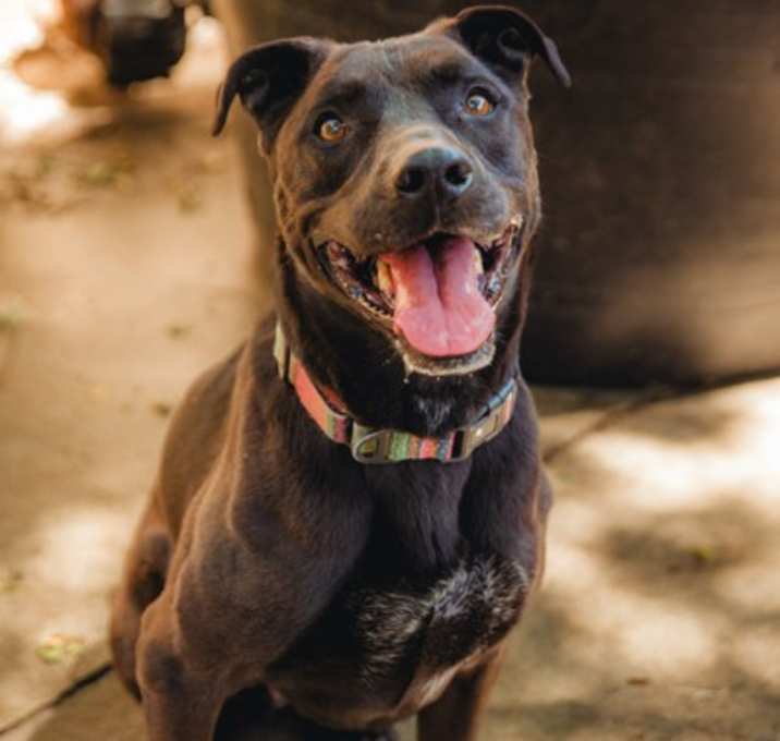 Photo of Stella