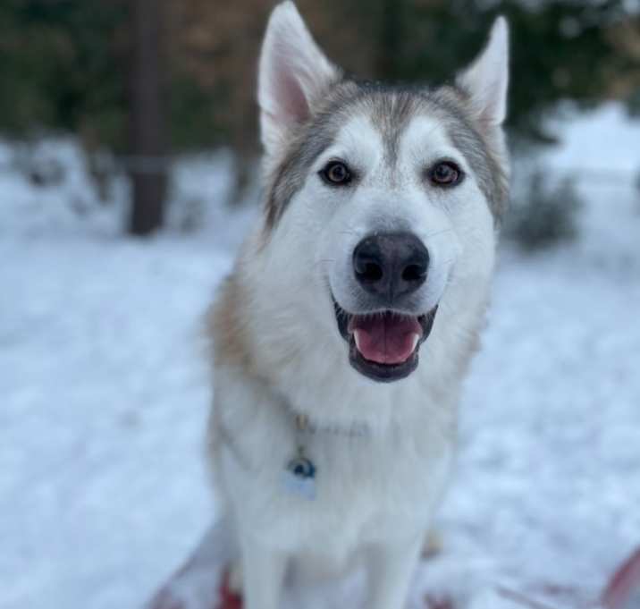 Photo of Loki