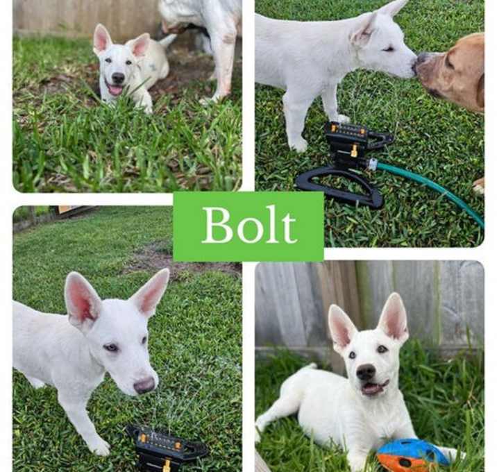 Photo of Heelers - Bolt