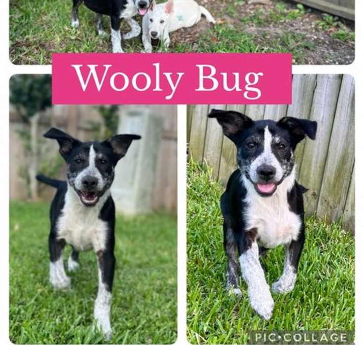 Photo of Heelers - Wooly