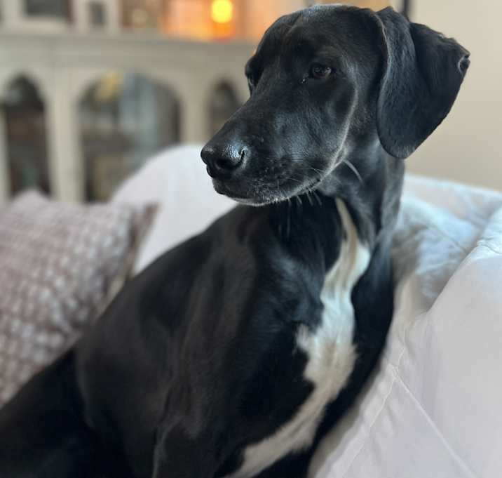 Photo of Beau