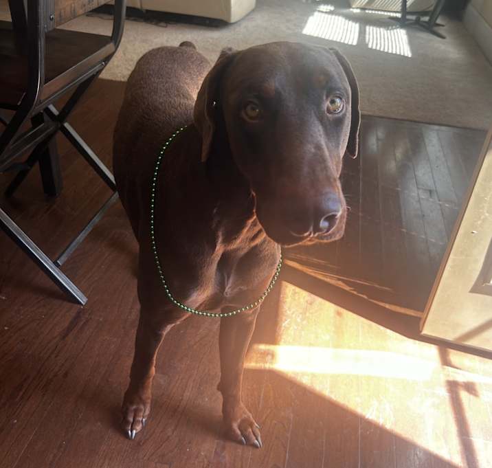 Photo of Ceaser
