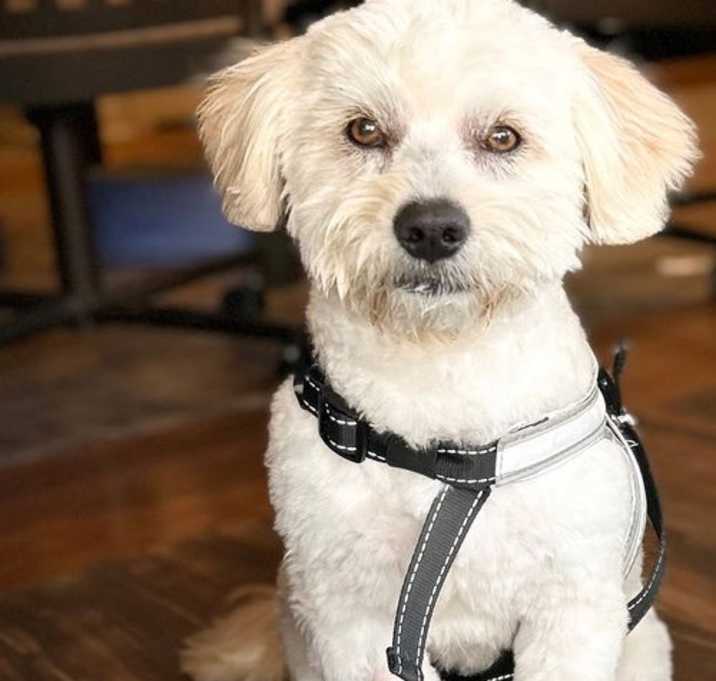 Photo of Hunter