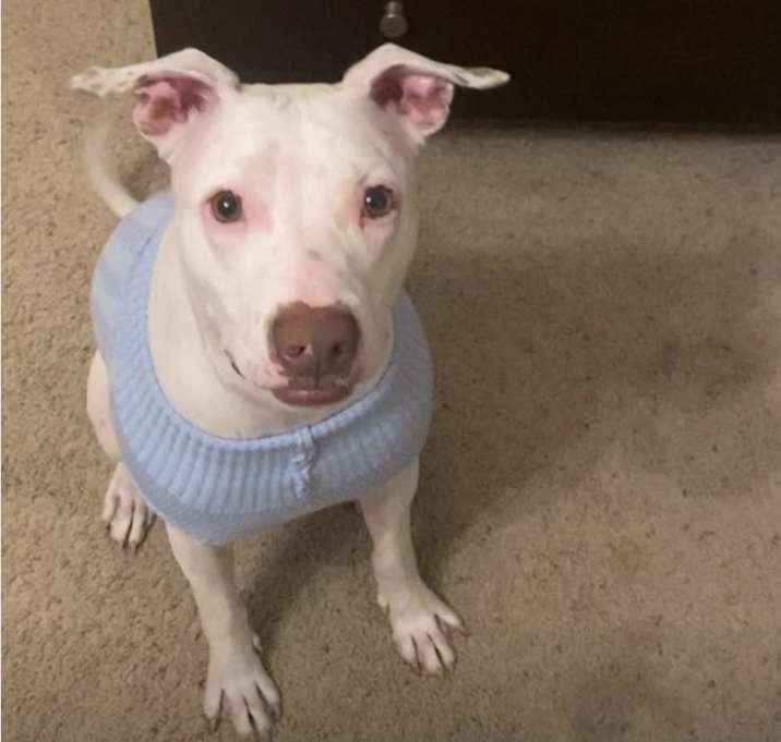 Photo of Dante