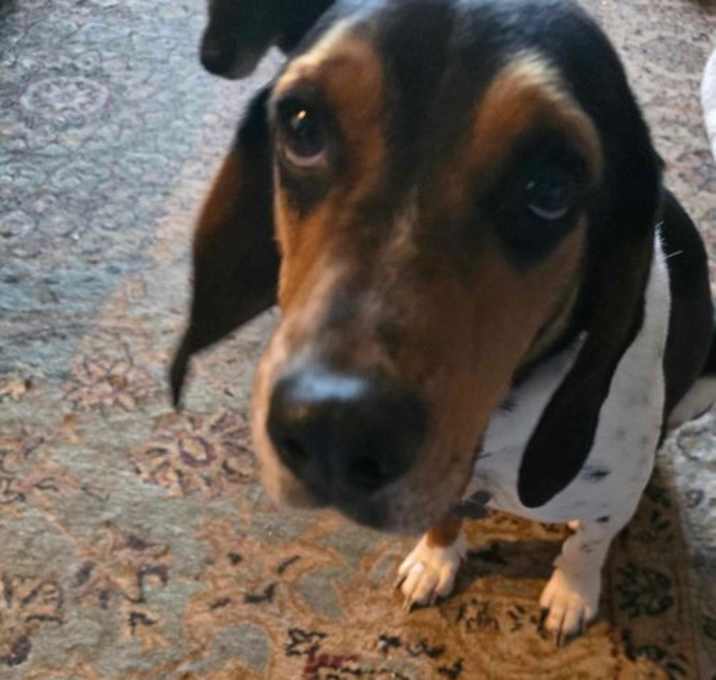 Photo of Mylo