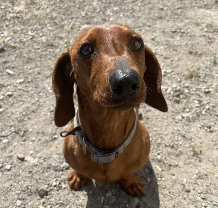 Photo of Cooper